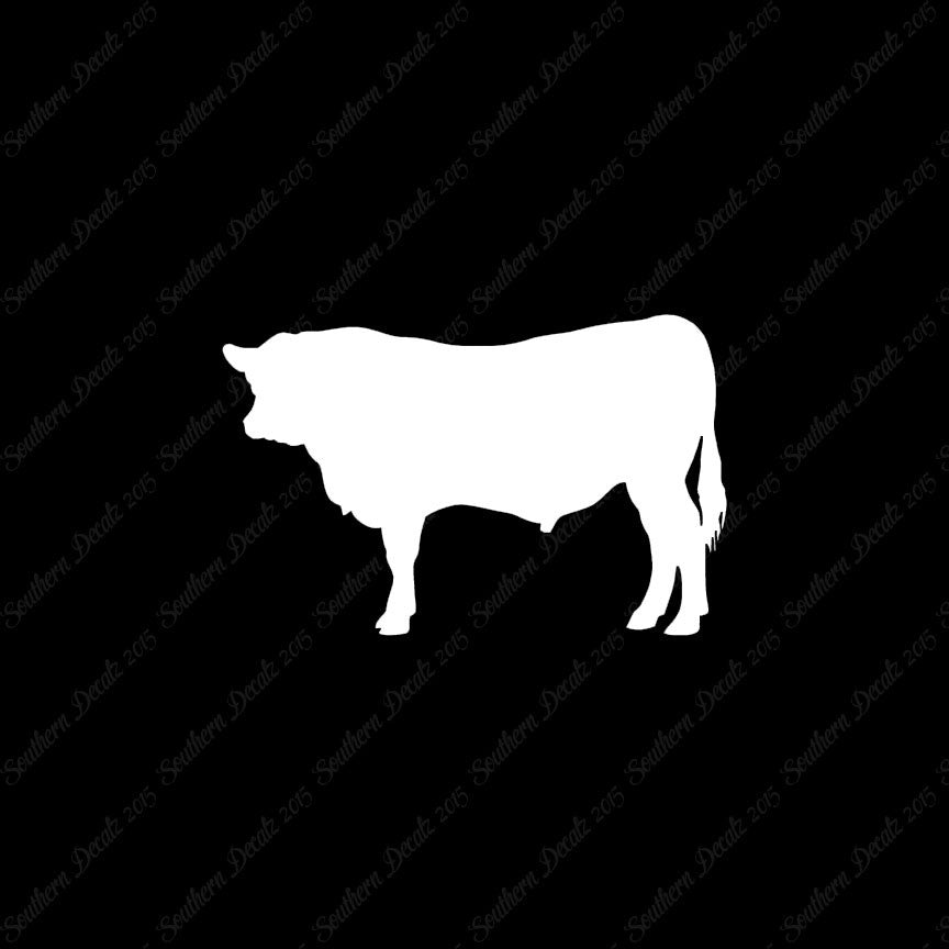 Angus Cow Cattle