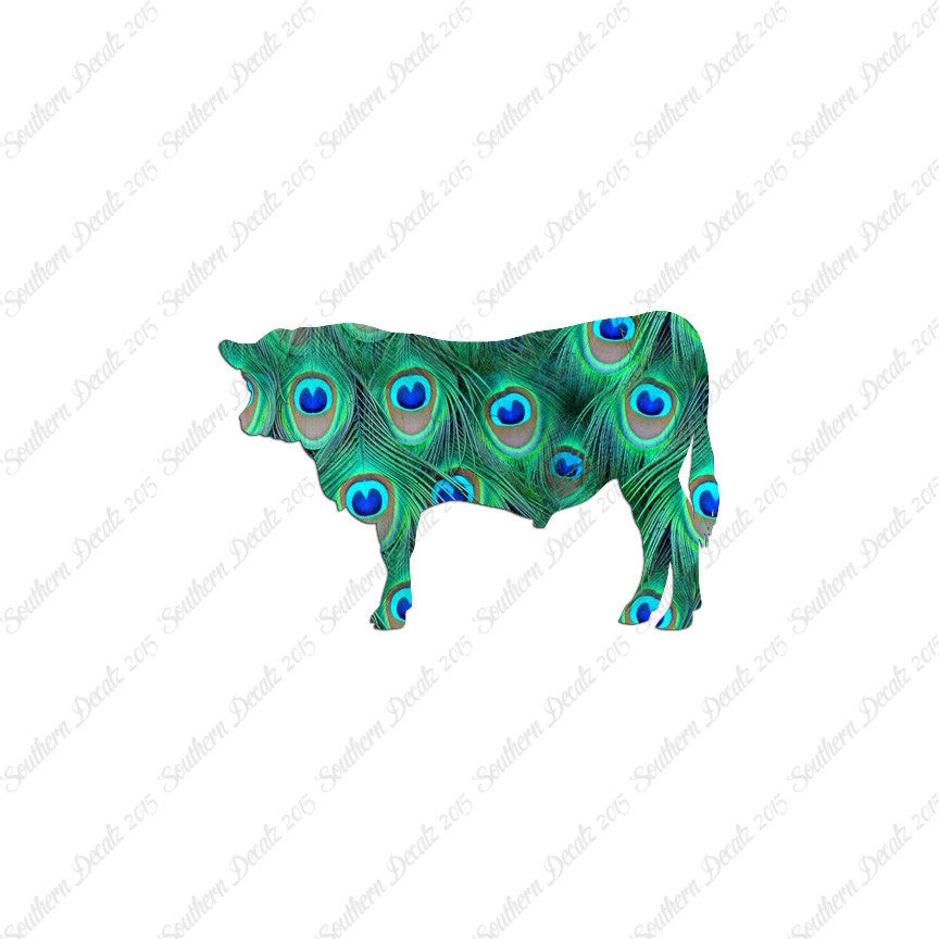 Angus Cow Cattle
