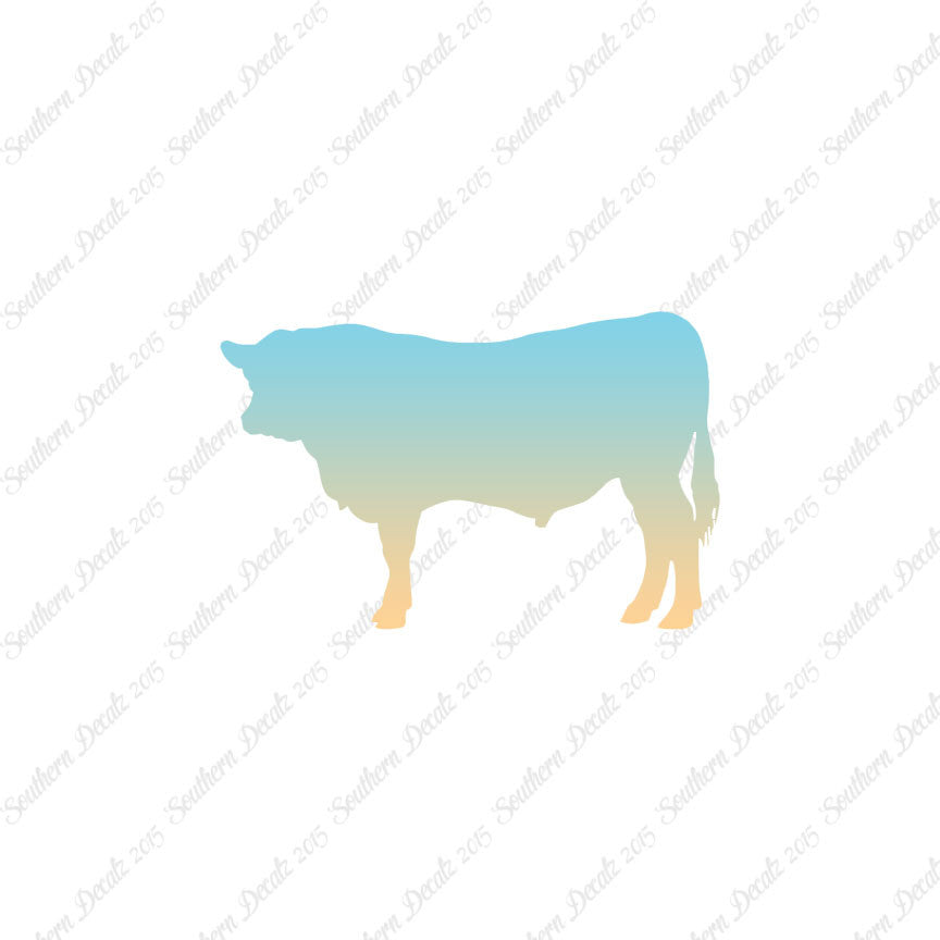 Angus Cow Cattle