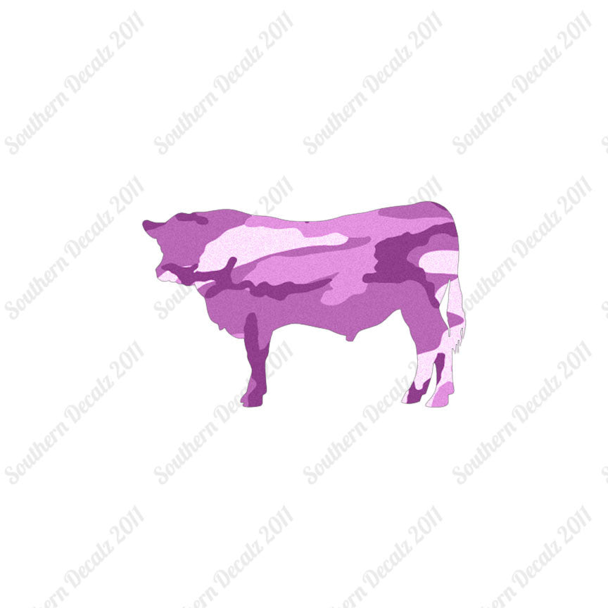 Angus Cow Cattle