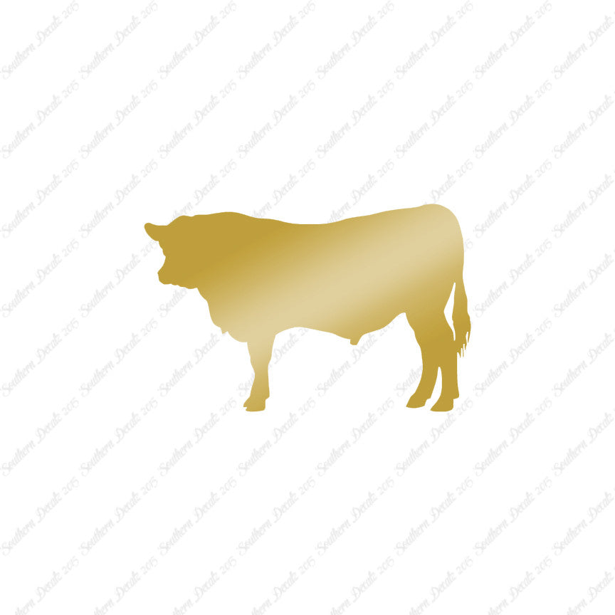 Angus Cow Cattle