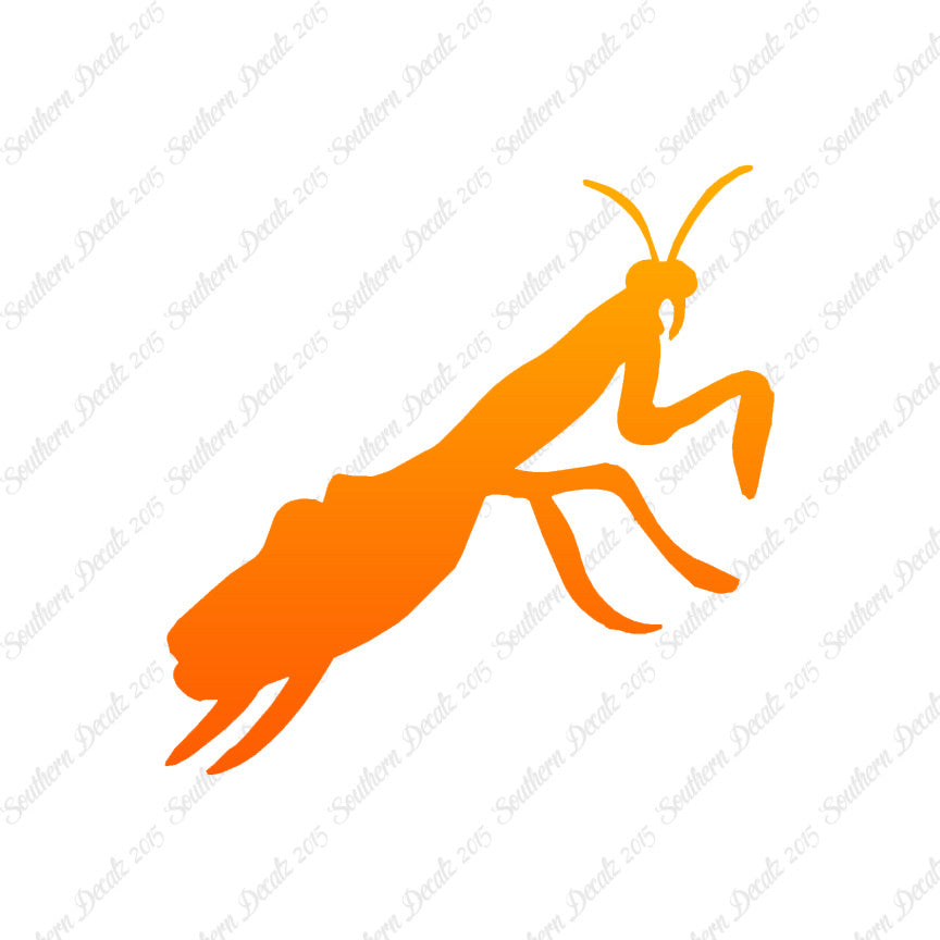 Praying Mantis Insect