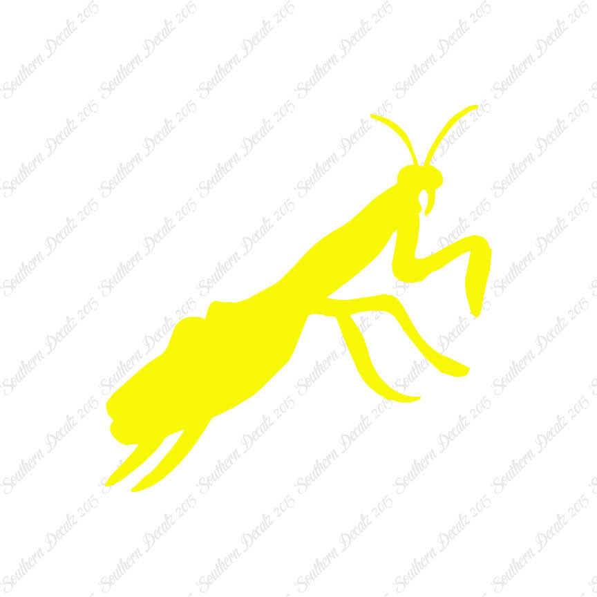 Praying Mantis Insect