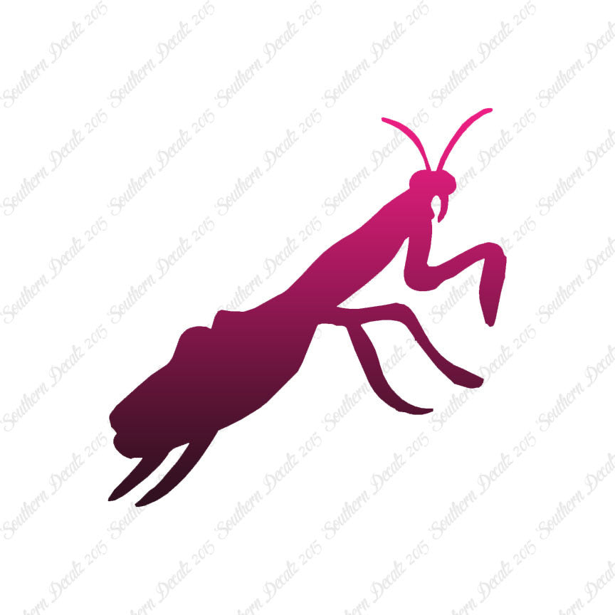 Praying Mantis Insect