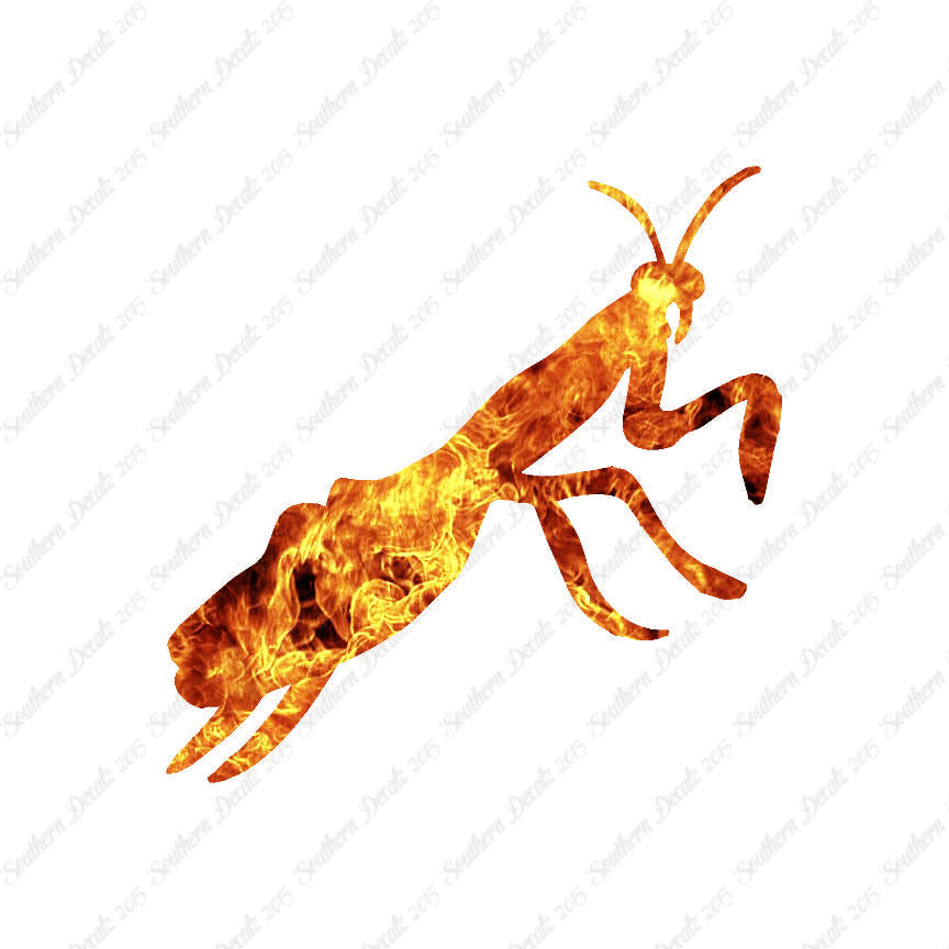 Praying Mantis Insect