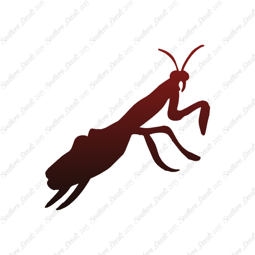 Praying Mantis Insect