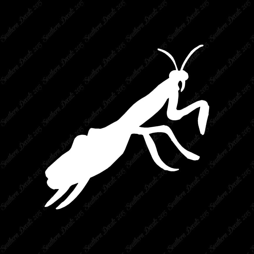 Praying Mantis Insect