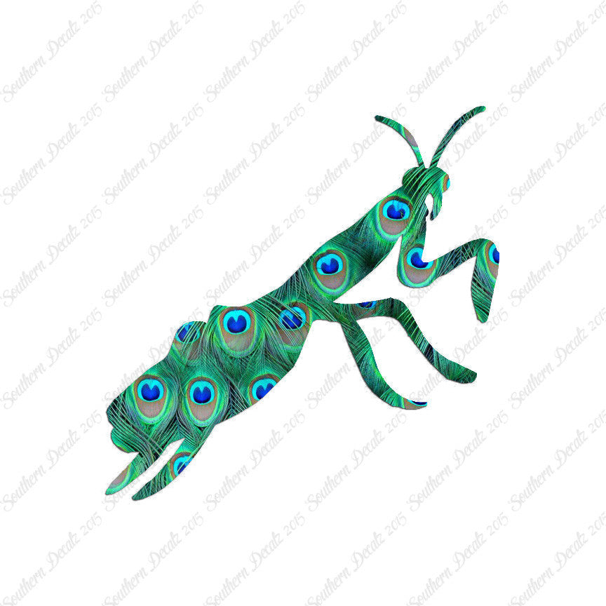 Praying Mantis Insect