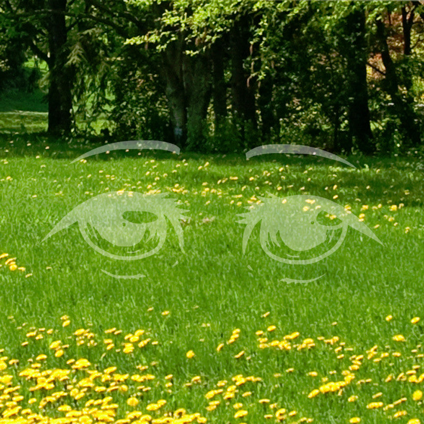 Anime Eyes