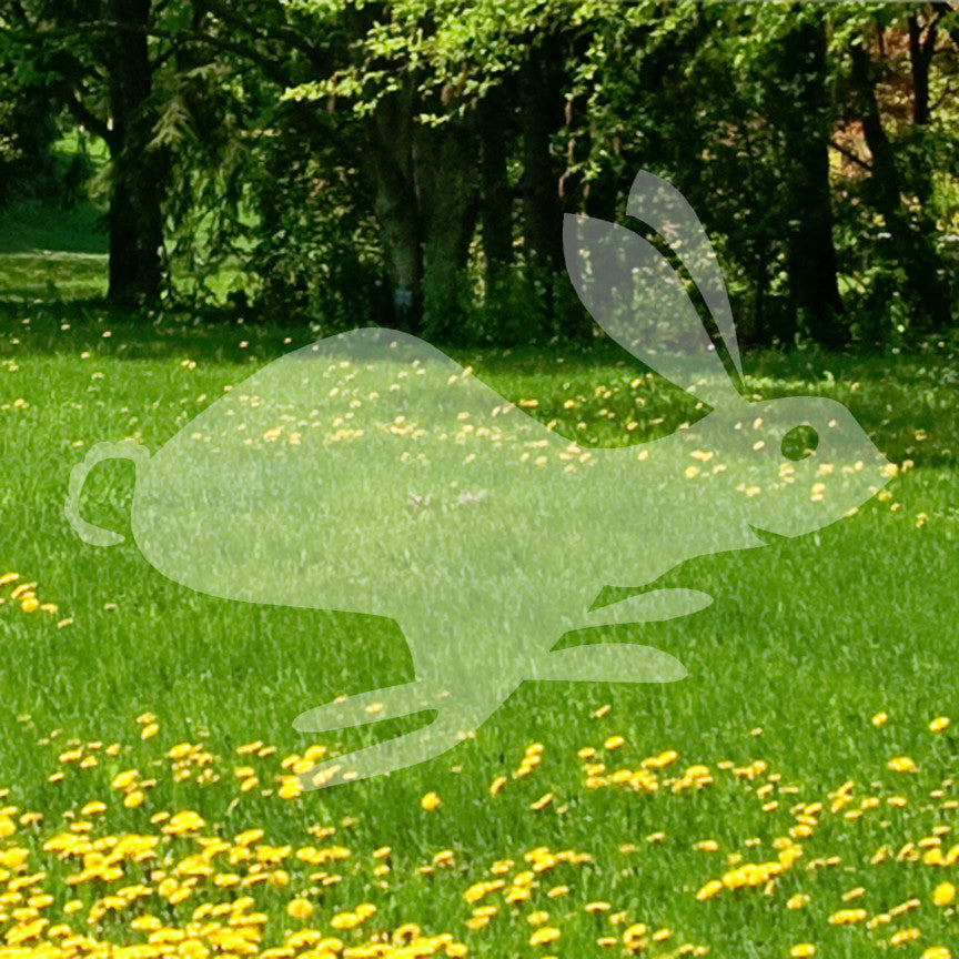 Bunny Rabbit