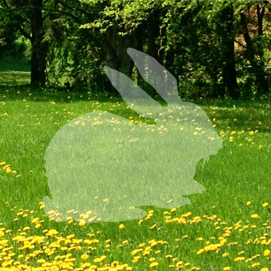 Rabbit Bunny