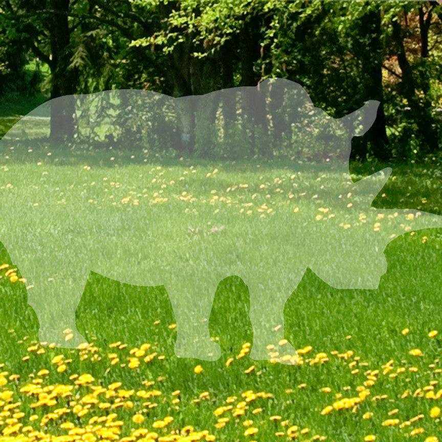 Rhino Rhinoceros