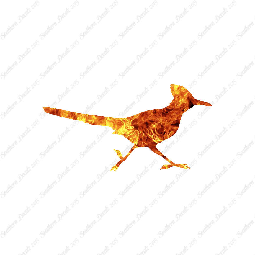 Roadrunner Bird