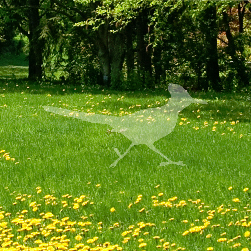 Roadrunner Bird