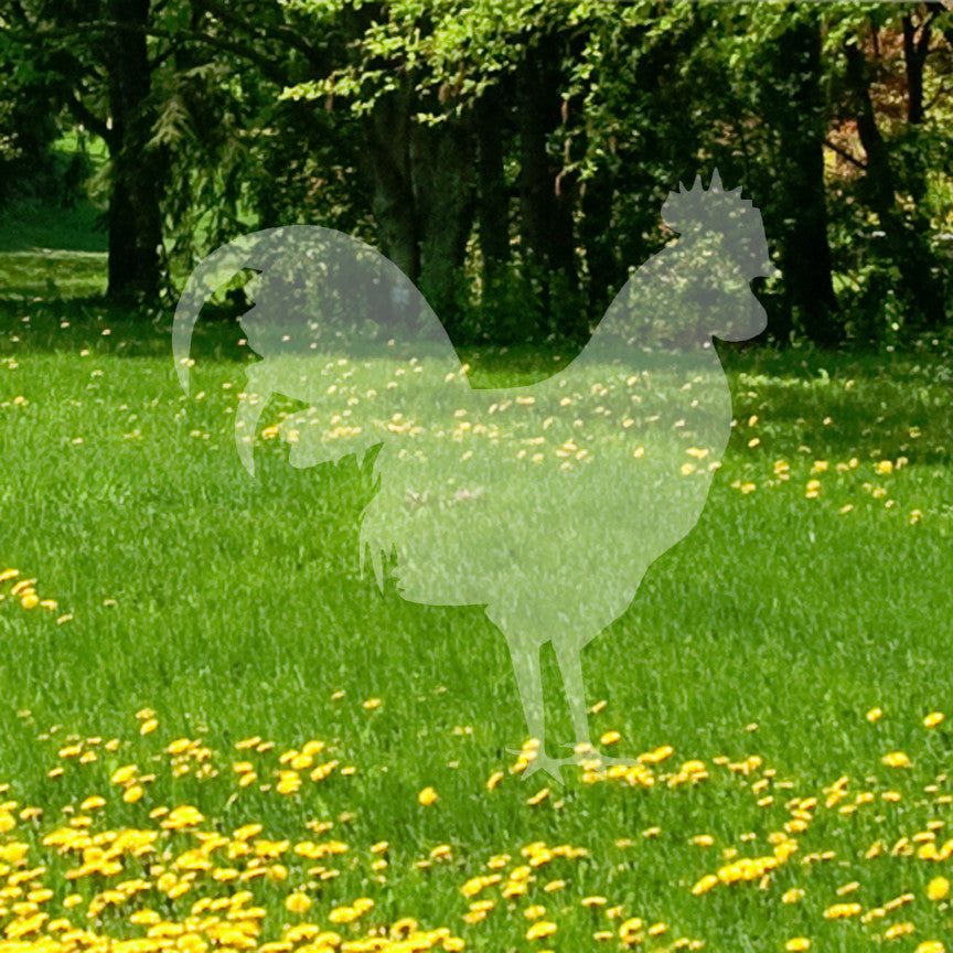 Rooster Chicken