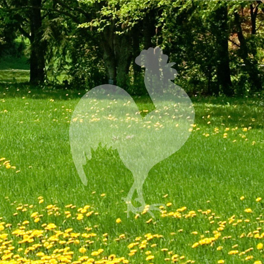 Chicken Rooster