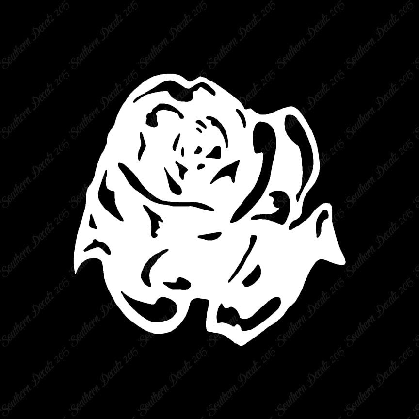 Carnation Rose Flower