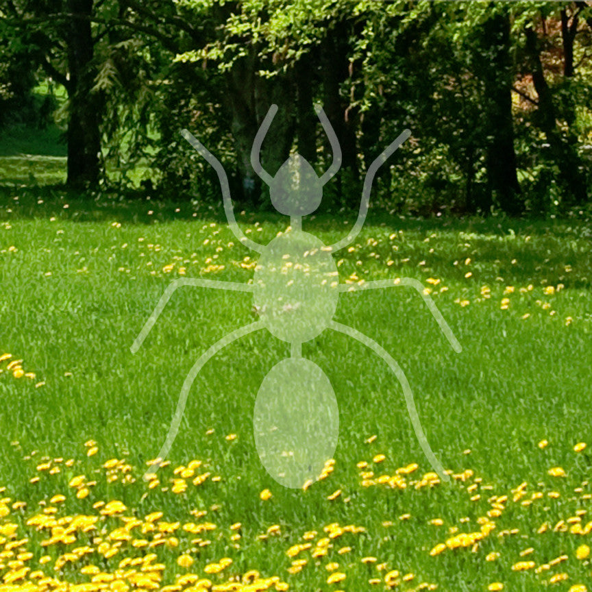 Ant Pest Insect