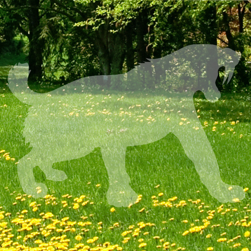 Sabretooth Tiger Big Cat