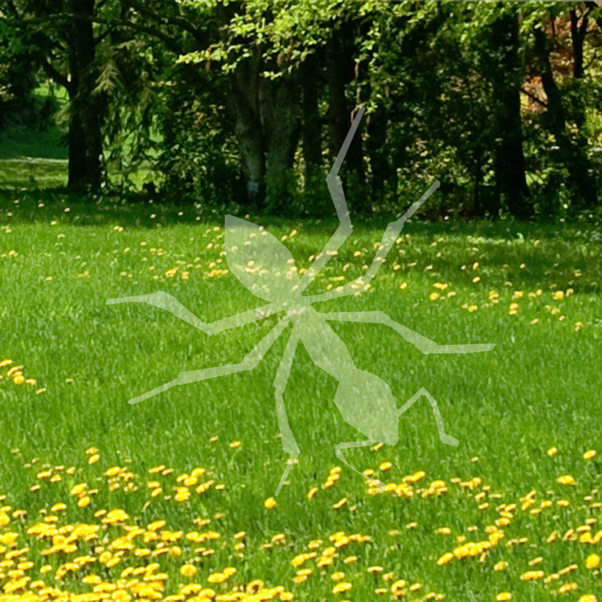 Insect Ant Pest