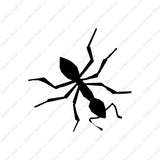 Insect Ant Pest