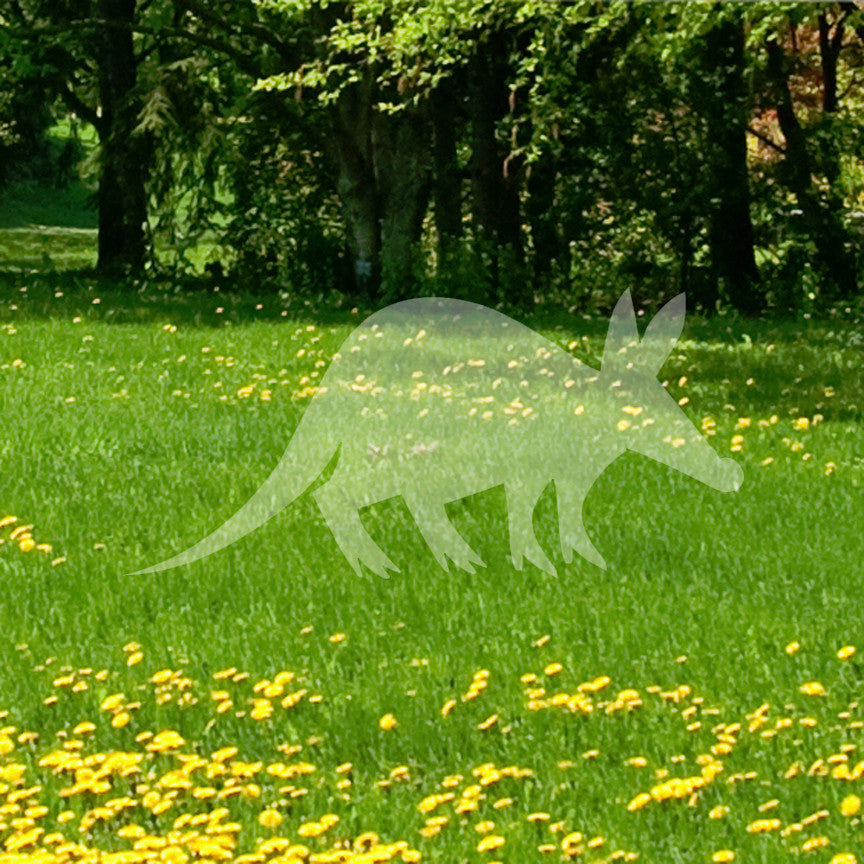 Aardvark Anteater