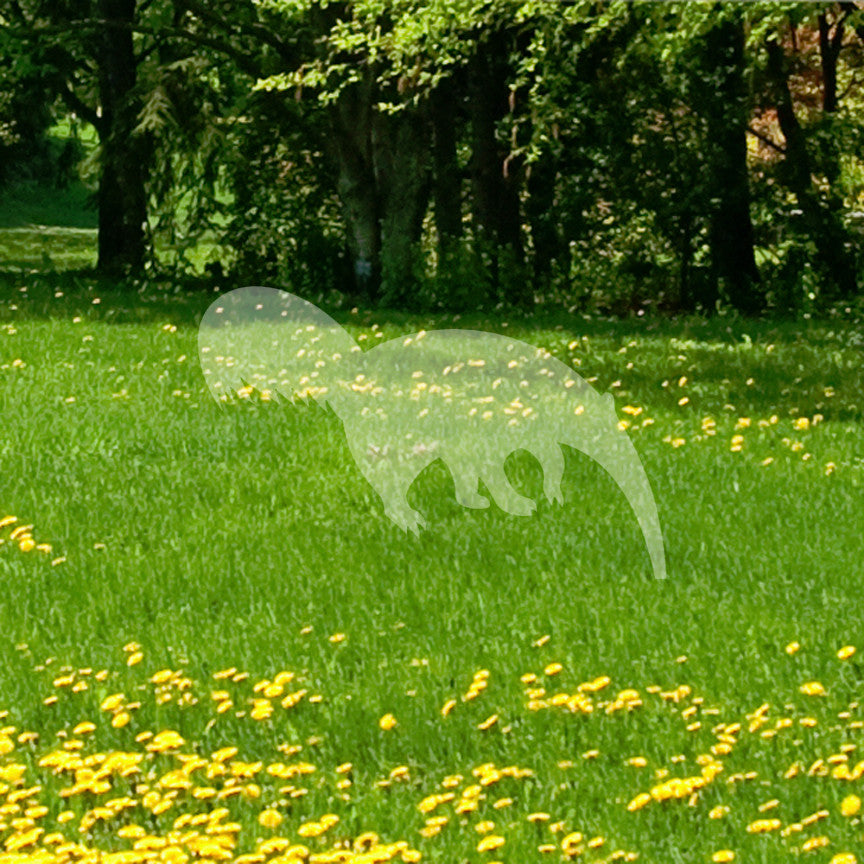 Anteater