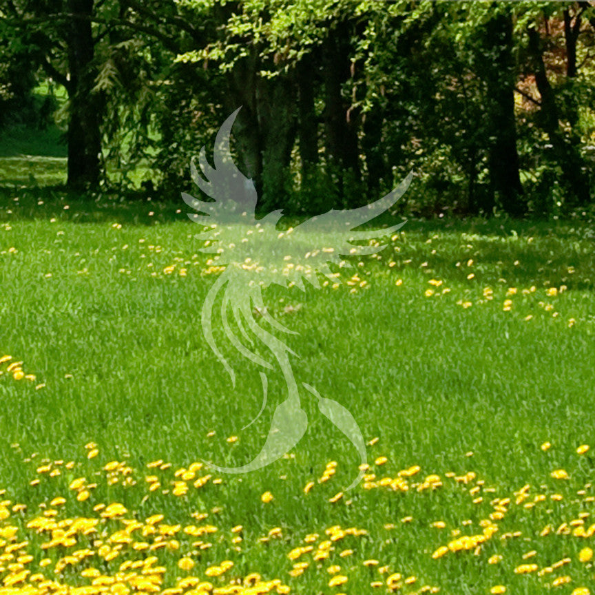 Phoenix Mythology