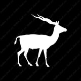 Antelope Impala Gazelle