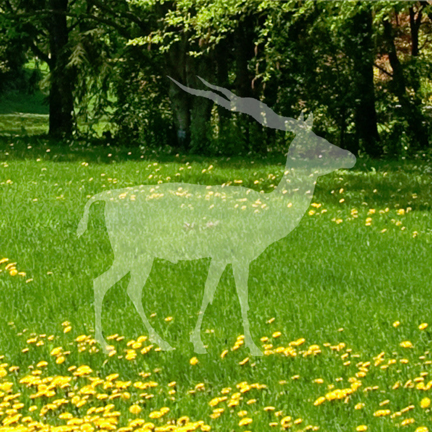 Antelope Impala Gazelle