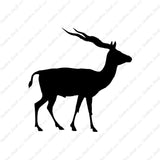 Antelope Impala Gazelle