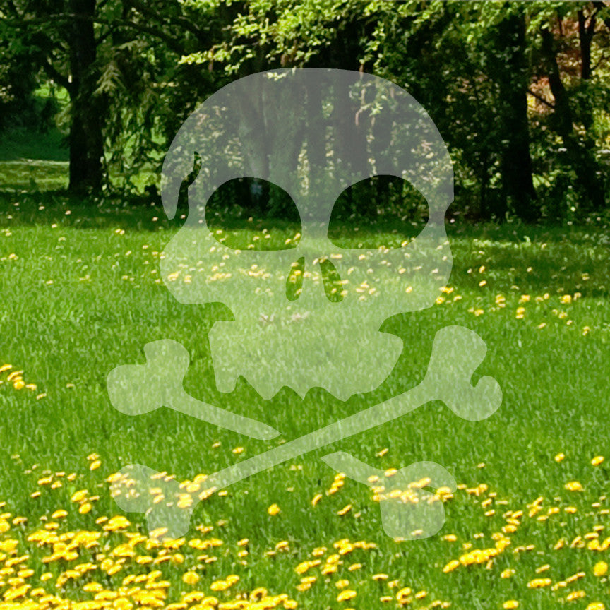 Skull Crossbones