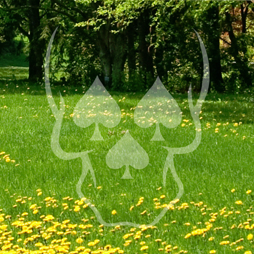 Skull Three Spades
