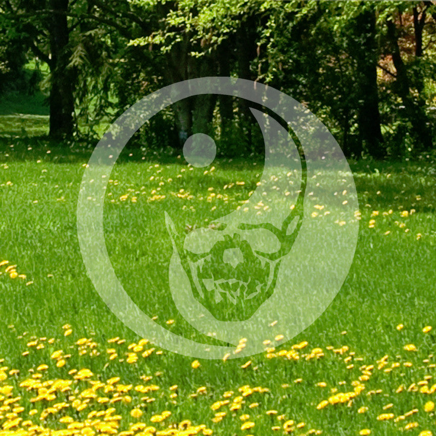Skull Yin Yang