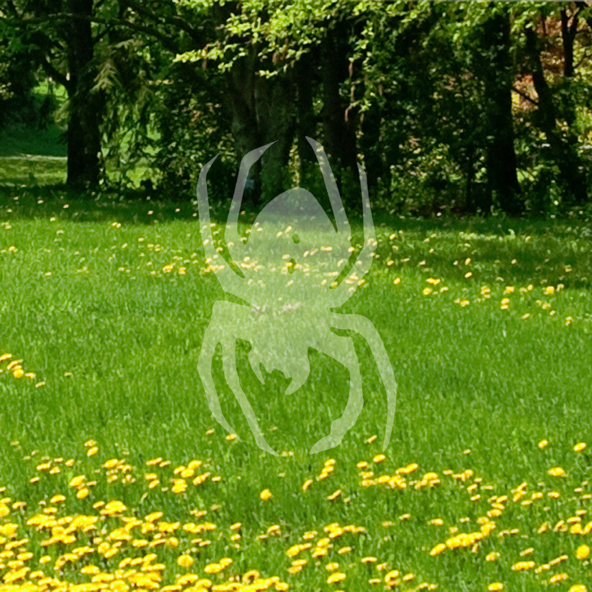 Black Widow Spider