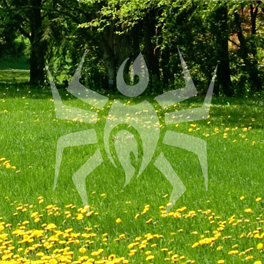 Tribal Spider Design