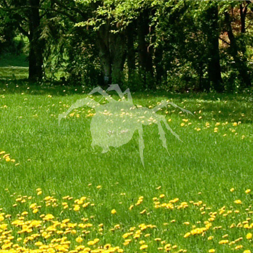 Tarantula Spider