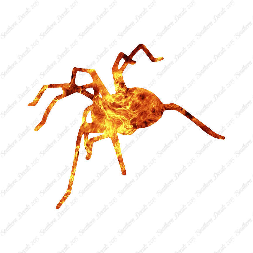 Spider Tarantula