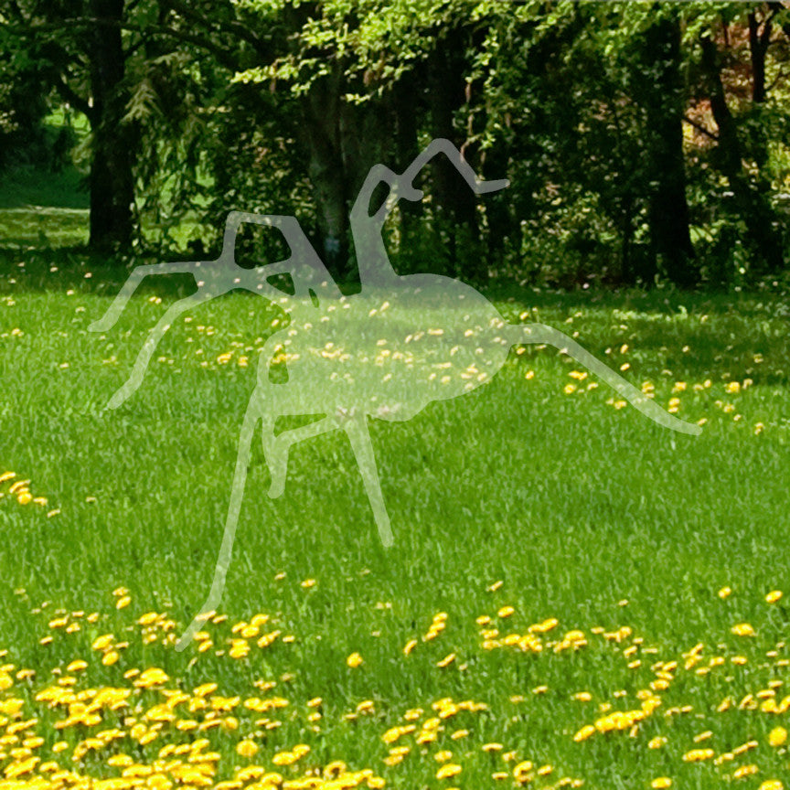 Spider Tarantula