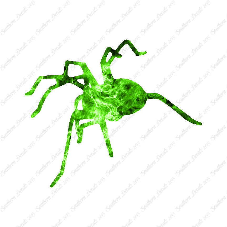 Spider Tarantula