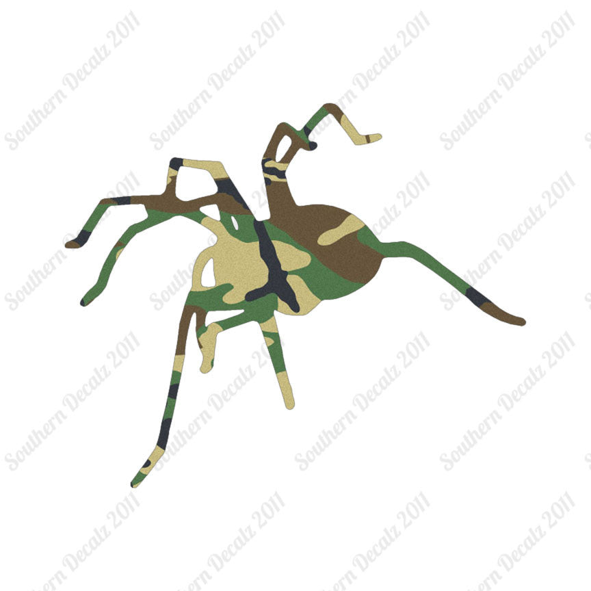 Spider Tarantula