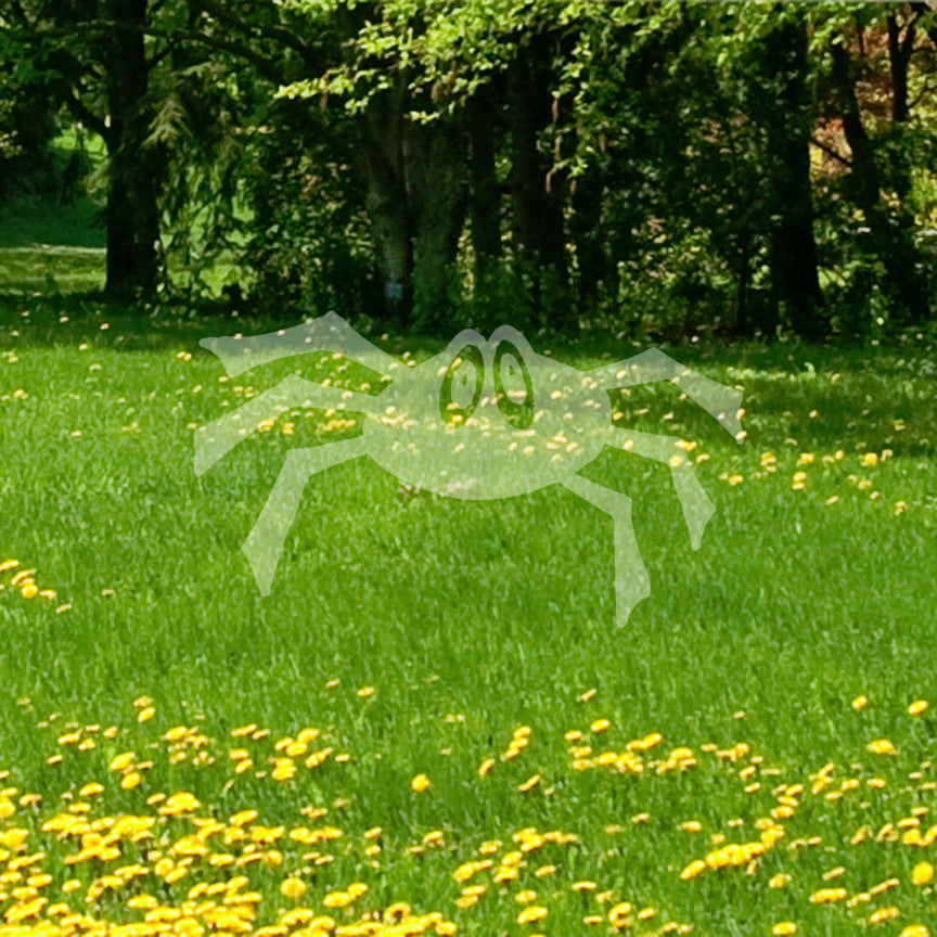 Spider Cute Cartoon