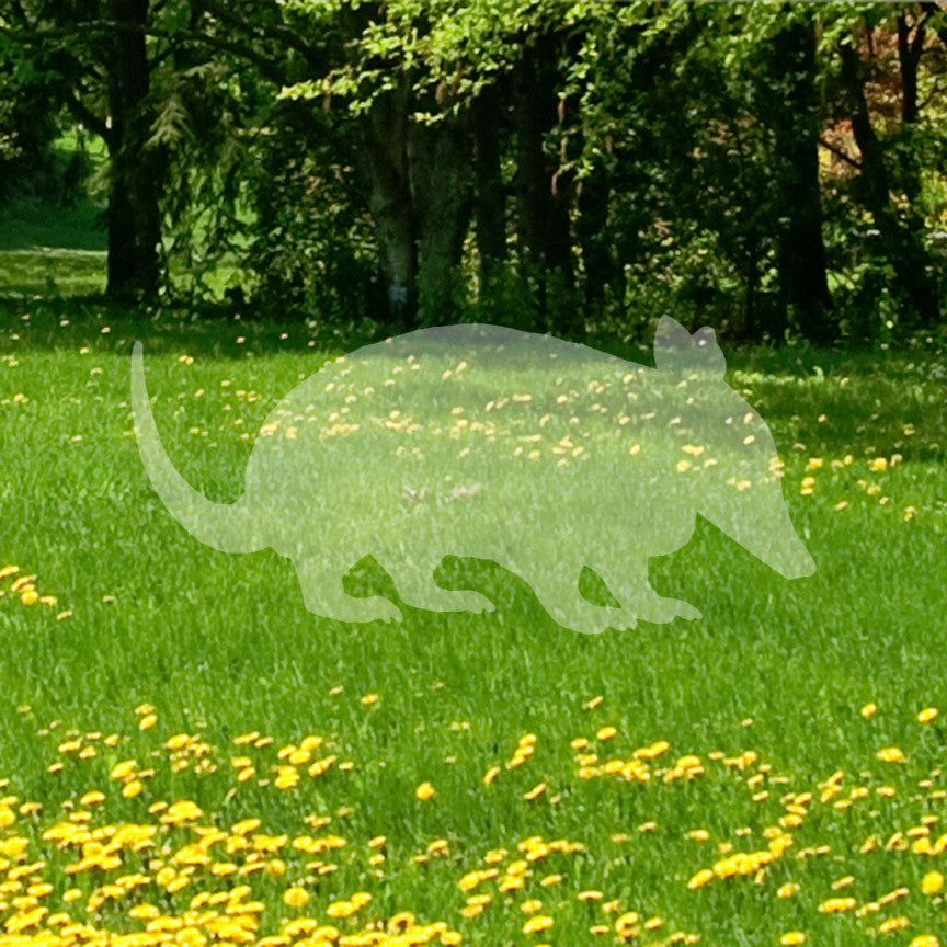 Armadillo