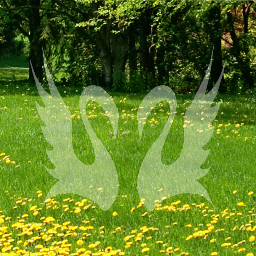 Pair Of Swans Art