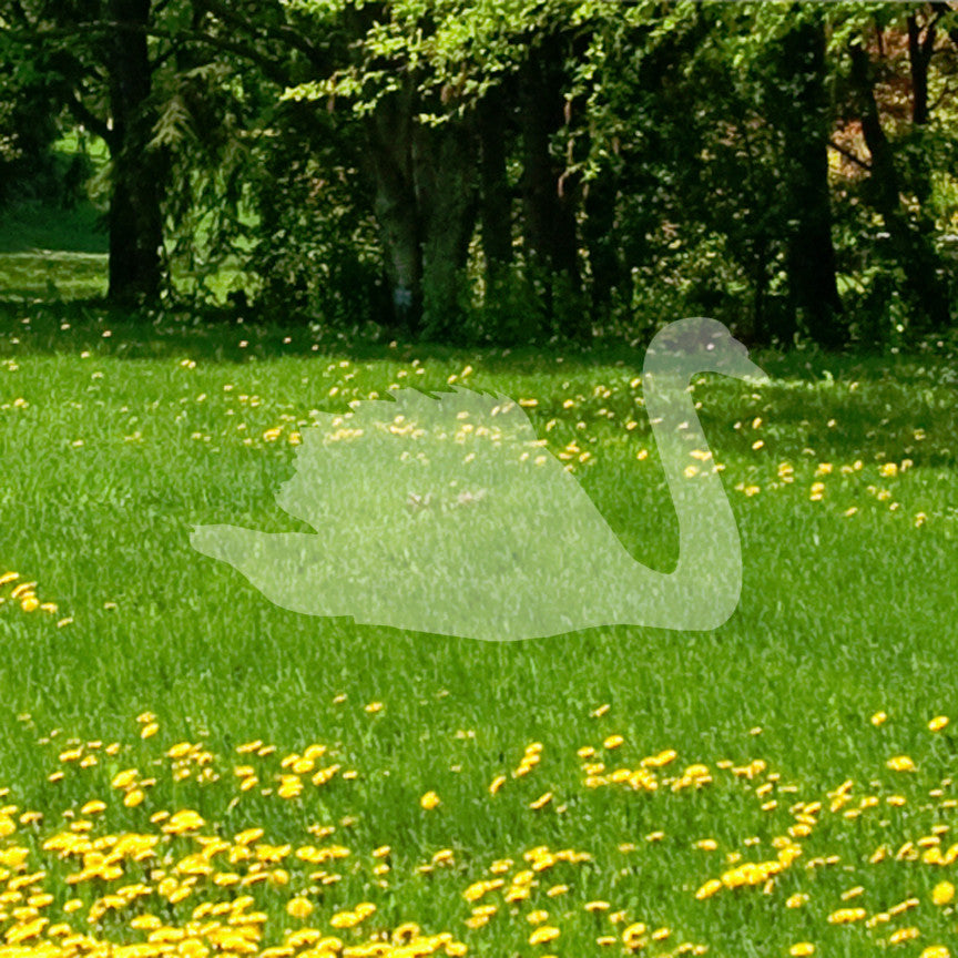 Swan Goose Geese