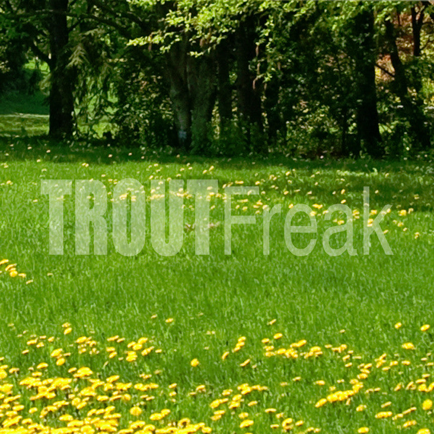 Trout Freak Fishing Fish