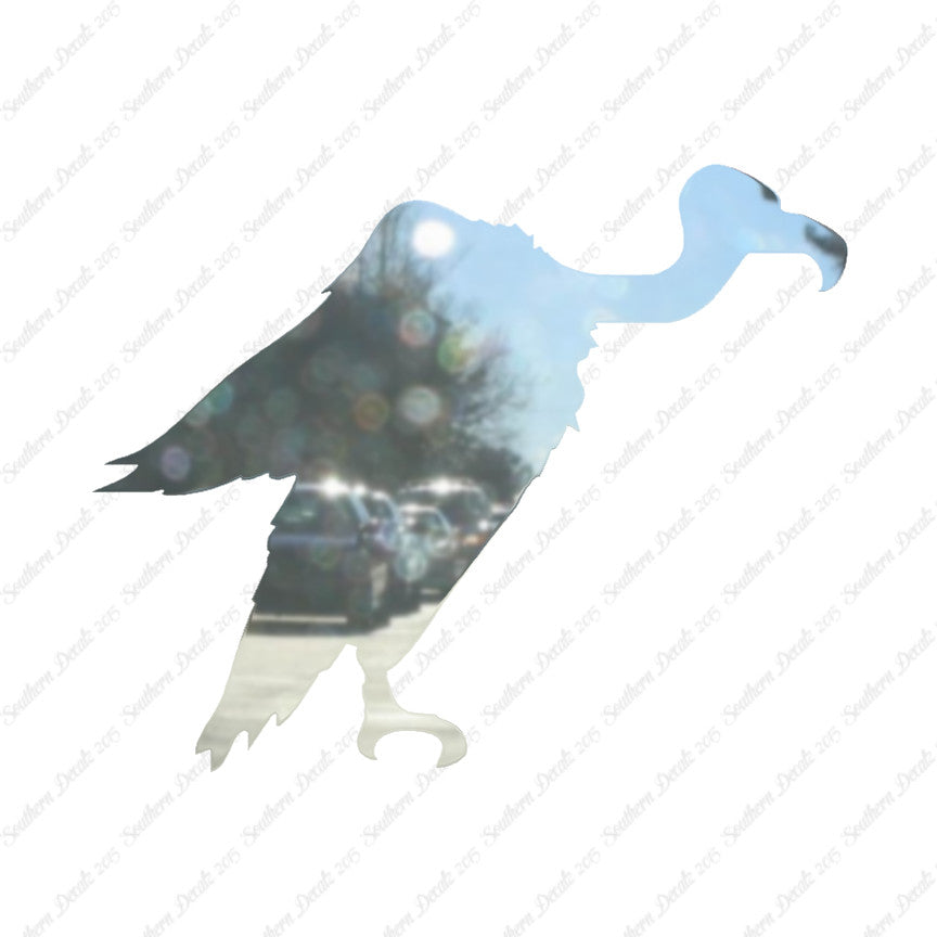 Vulture Condor Bird