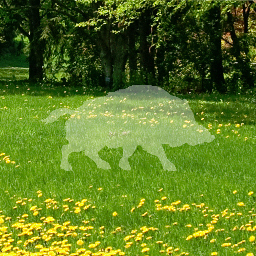 Wild Pig Boar Warthog Hog