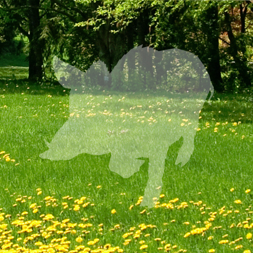 Wild Pig Boar