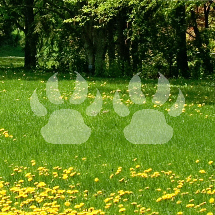 Wolf Dog Paw Prints
